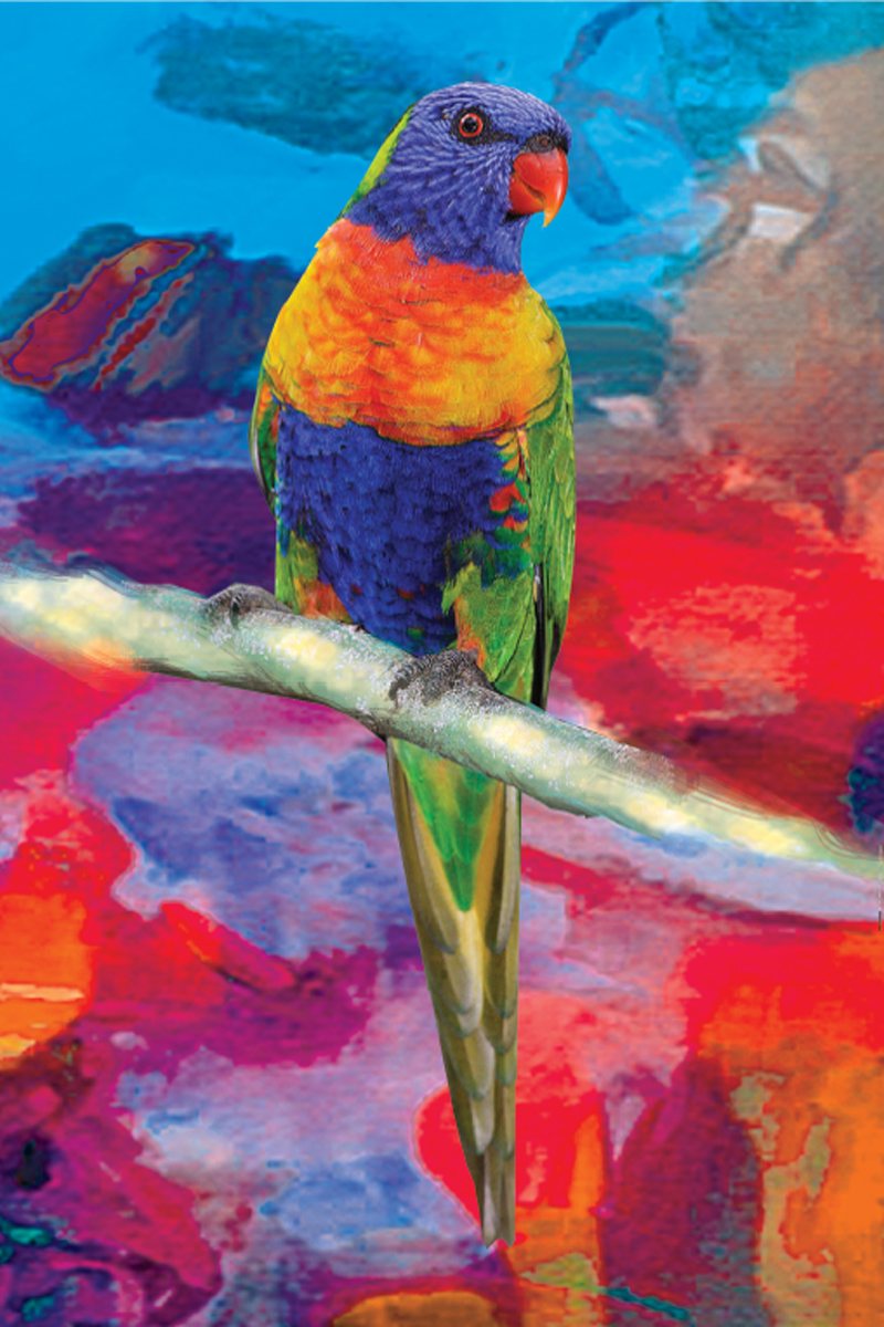 Tea Towel - Lorikeet
