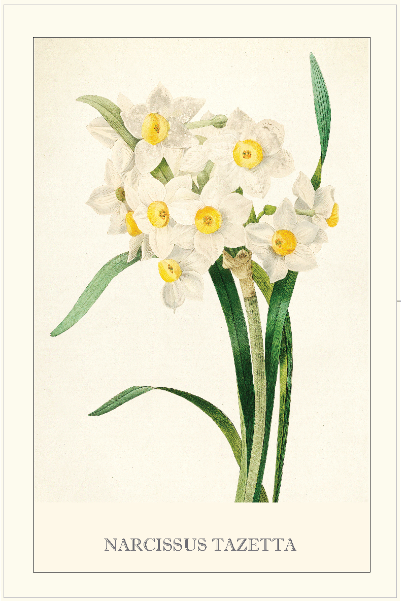 TEA TOWEL - DAFFODIL