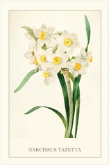 Tea Towel - Daffodil