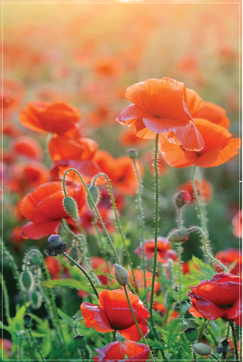TEA TOWEL - POPPY FIELD