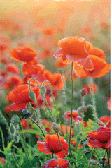 Tea Towel - Poppy Field