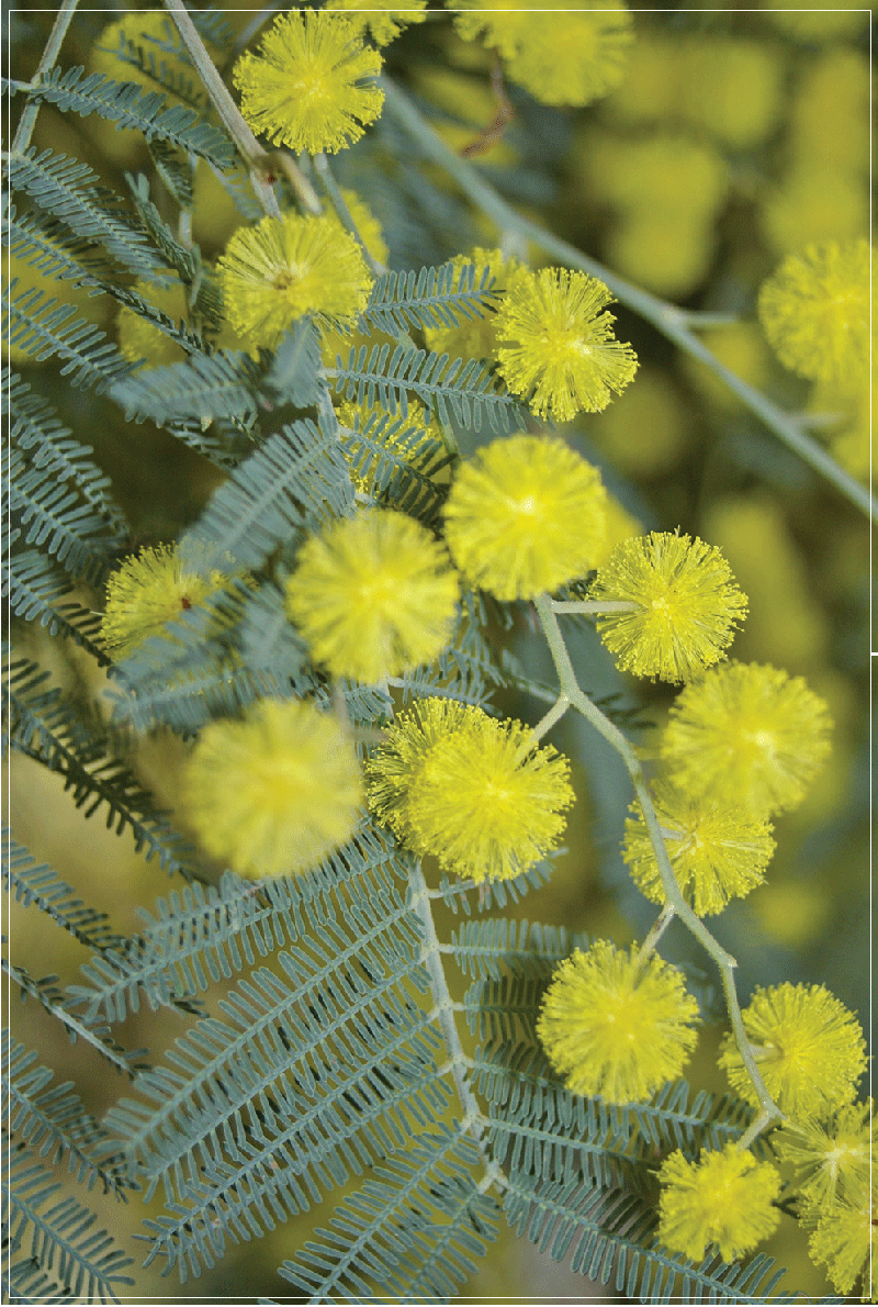 TEA TOWEL - WATTLE