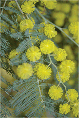 Tea Towel - Wattle