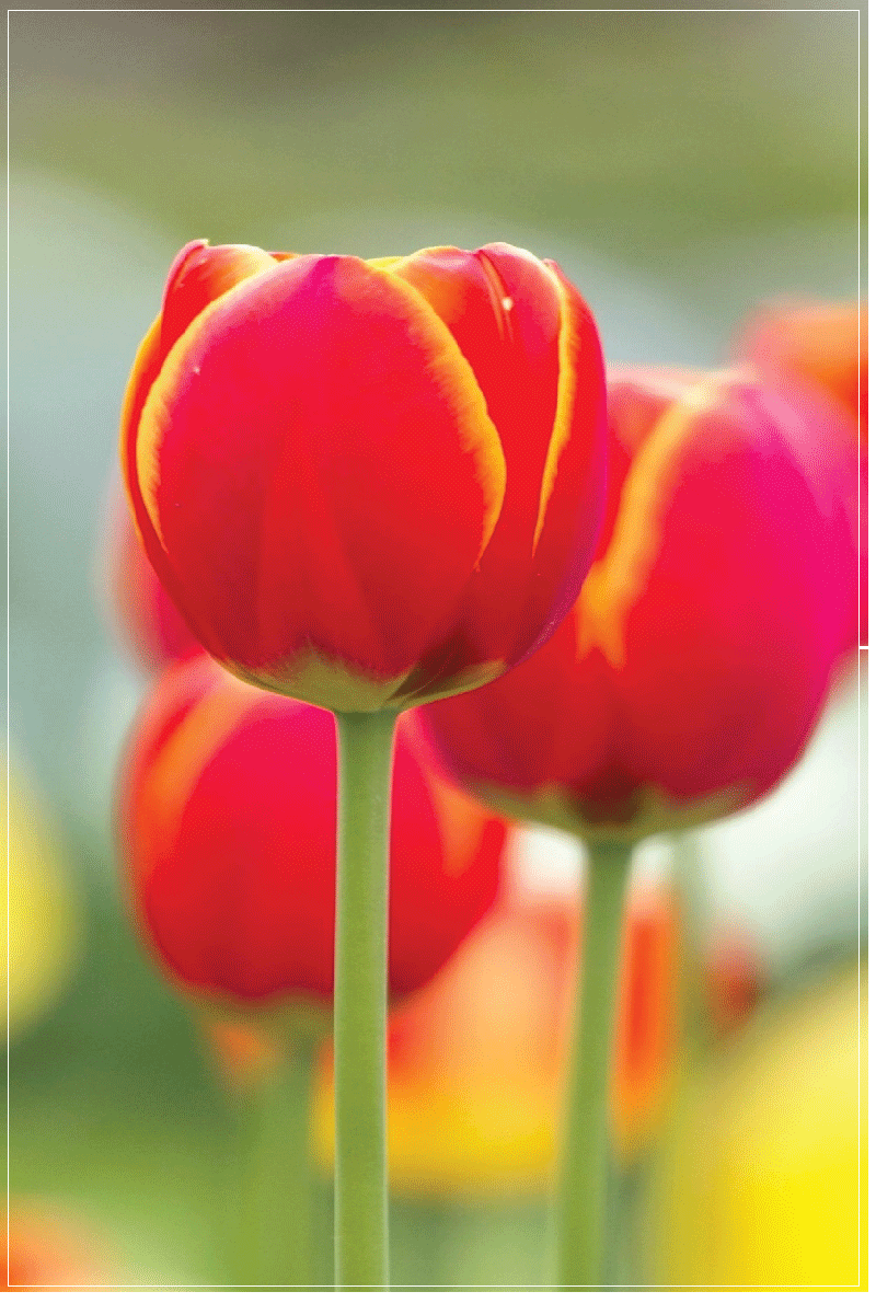 TEA TOWEL - PHOTO TULIP