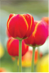 Tea Towel - Photo Tulip