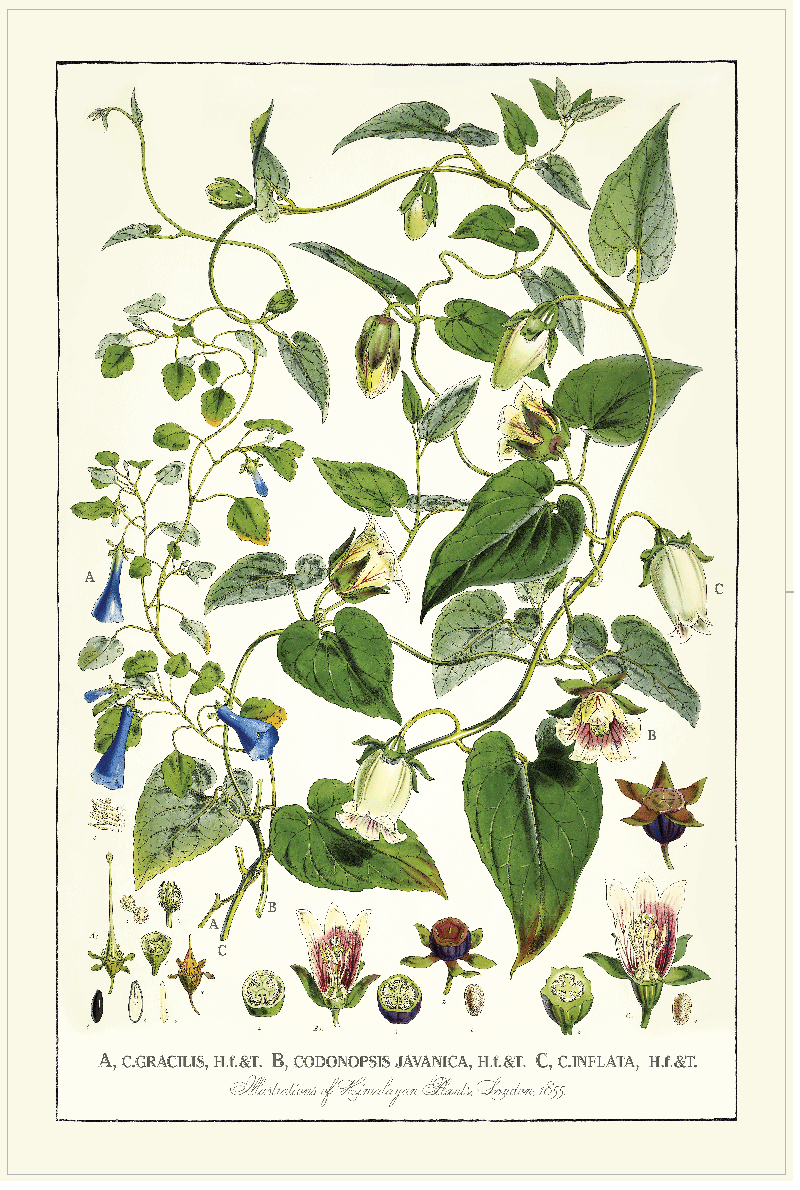 TEA TOWEL - JAVANICA
