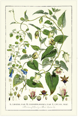 Tea Towel - Javanica