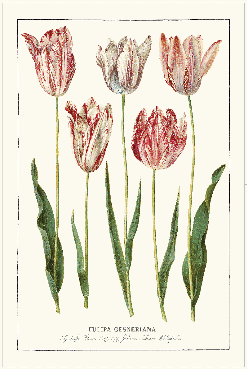 TEA TOWEL - TULIPA