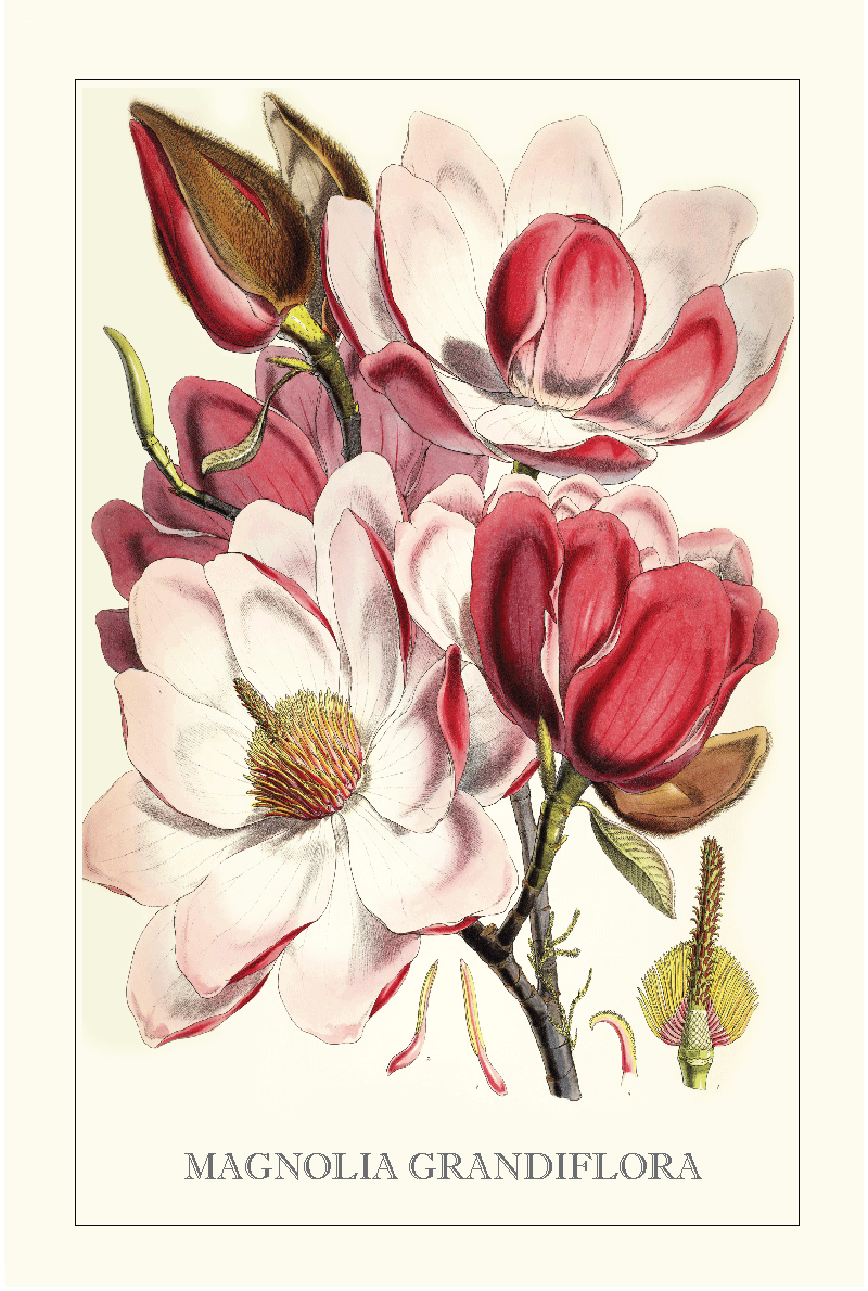 TEA TOWEL - MAGNOLIA GRANDIFLORA