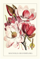 Tea Towel - Magnolia Grandiflora