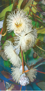 Beach Towel - Blue Gum