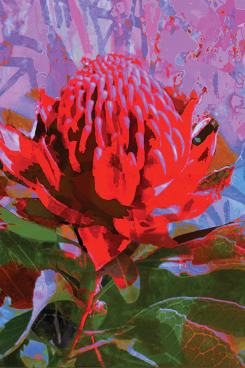 Tea Towel - Waratah