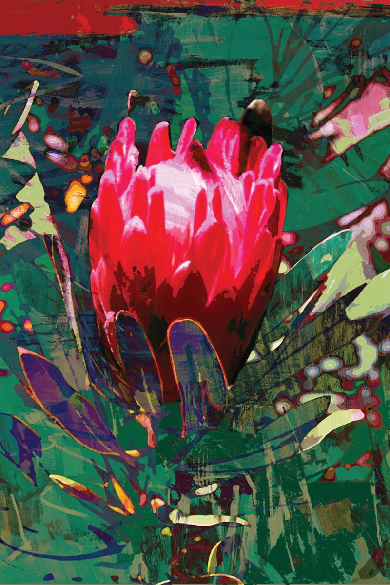 TEA TOWEL RED PROTEA