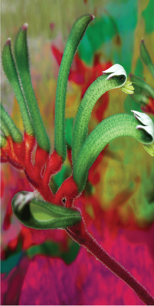 Kangaroo Paw Beach Towels