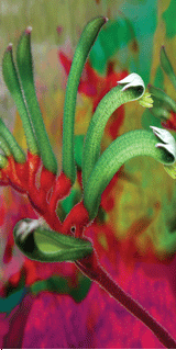 Beach Towel - Kangaroo Paw