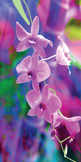 Beach Towel - Cooktown Orchid