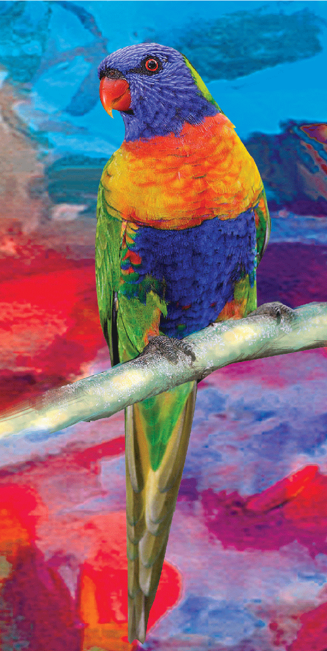 Lorikeet Beach Towel