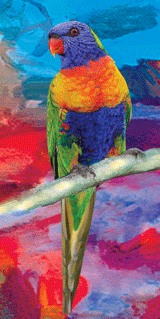 Beach Towel - Lorikeet