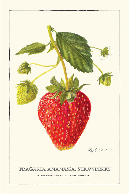 TEA TOWEL - STRAWBERRY