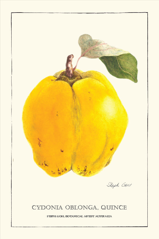 TEA TOWEL - QUINCE