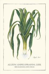 Tea Towel - Leek