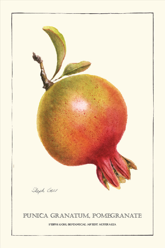 TEA TOWEL - POMEGRANATE