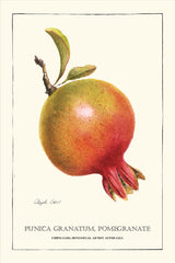 Tea Towel - Pomegranate