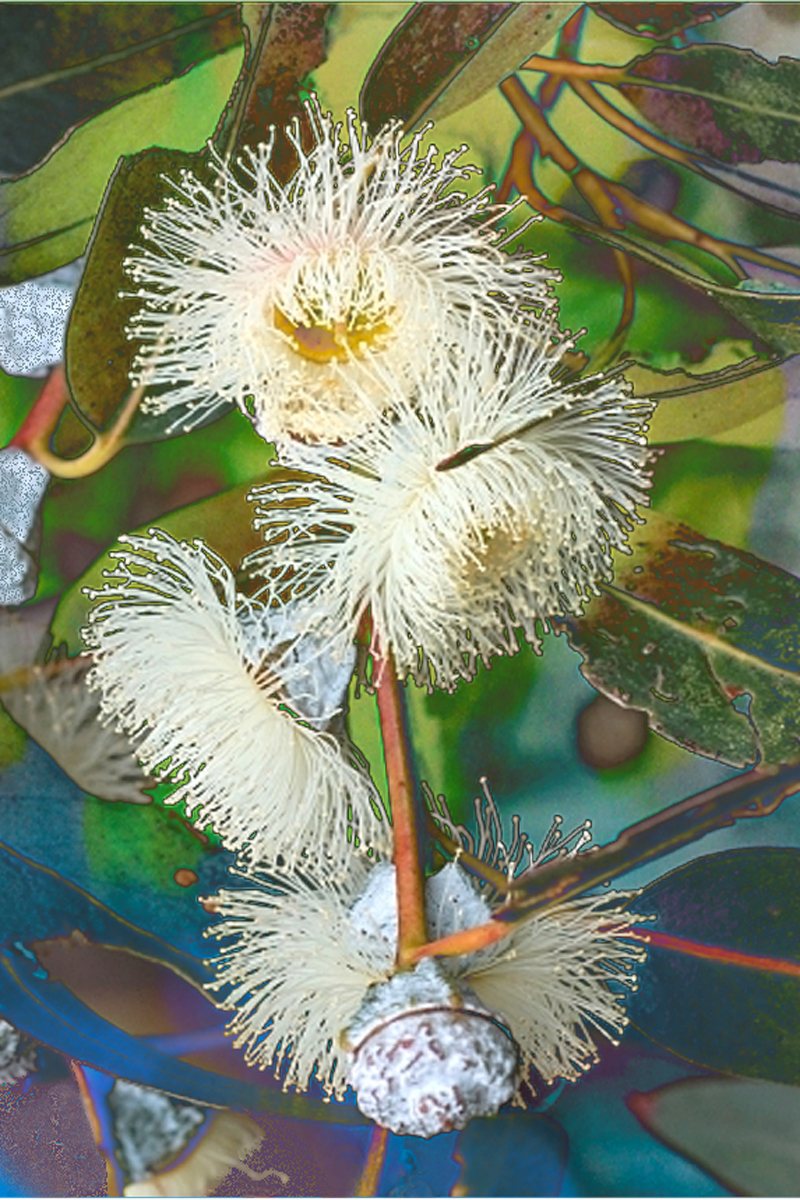 TEA TOWEL BLUE GUM EUCALYPTUS