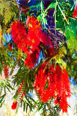 Tea Towel - Bottle Brush