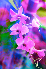 Tea Towel - Cook Town Orchid