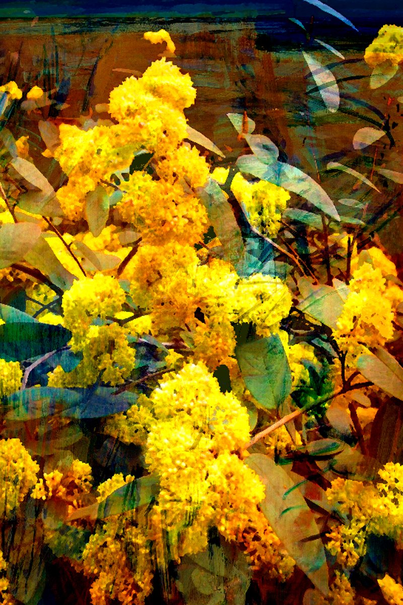 TEA TOWEL - GOLDEN WATTLE