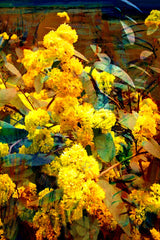 Tea Towel - Golden Wattle