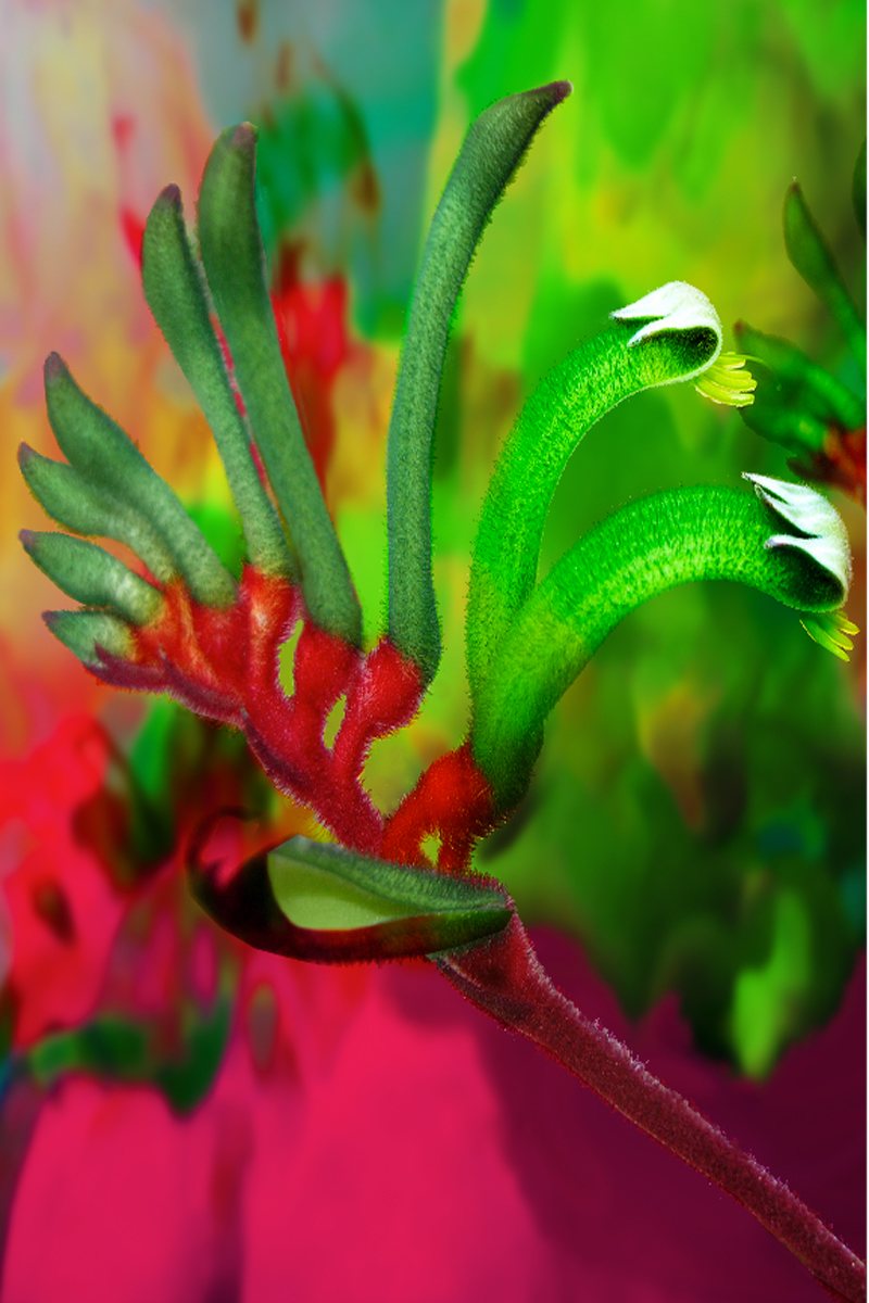 TEA TOWEL - KANGAROO PAW