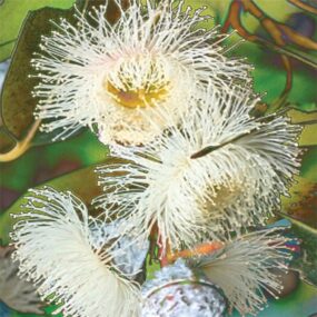 CUSHION-Blue-Gum-Eucalyptus CUSHION-Blue-Gum-Eucalyptus