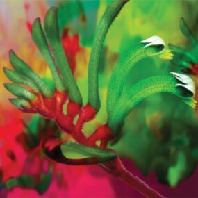 CUSHION-Kangaroo-Paw CUSHION-Kangaroo-Paw