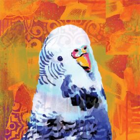 CUSHION-Orange-Budgie CUSHION-Orange-Budgie