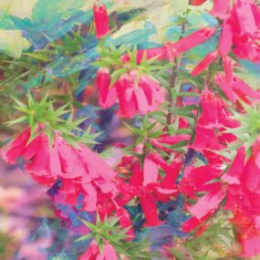 CUSHION-Pink-Heath CUSHION-Pink-Heath