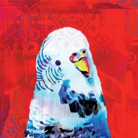 CUSHION-Red-Budgie CUSHION-Red-Budgie
