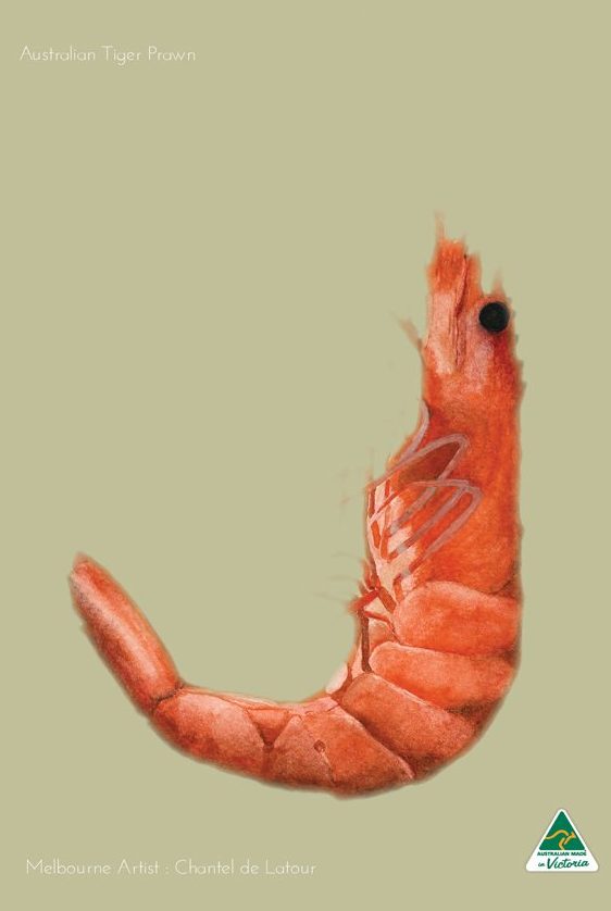 Prawn